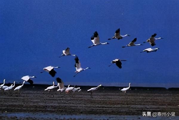 江西鄱阳湖，鄱阳湖简介（江西鄱阳湖是迄今发现的世界上最大的越冬）