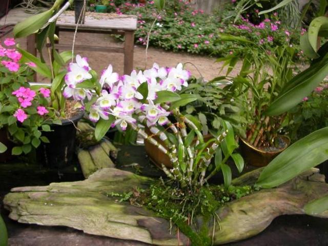 石斛兰，当成盆景观赏也不错（石斛兰的养殖方法）