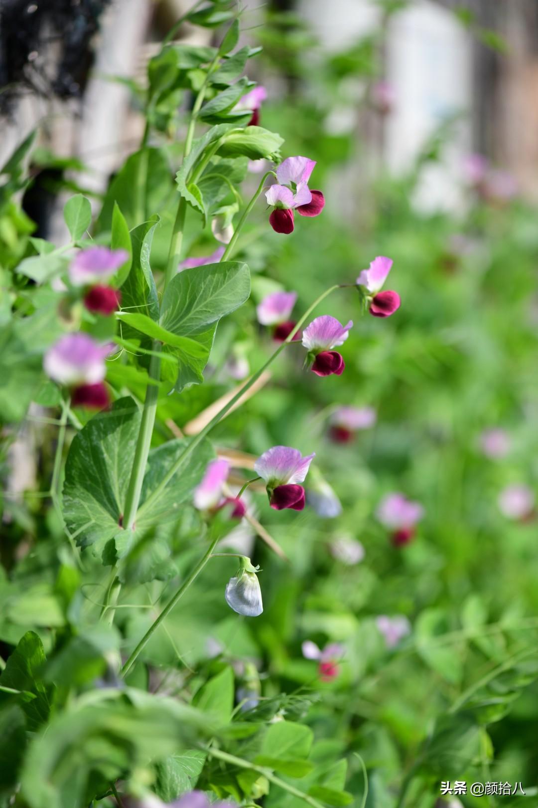 角堇一年开几次花，角堇一年生吗（一整面风车茉莉的花墙被拆掉了）