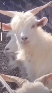 记得注册QQ时用的头像还记得嘛微信，记得注册QQ时用的头像还记得嘛（这些头像你还记得吗）