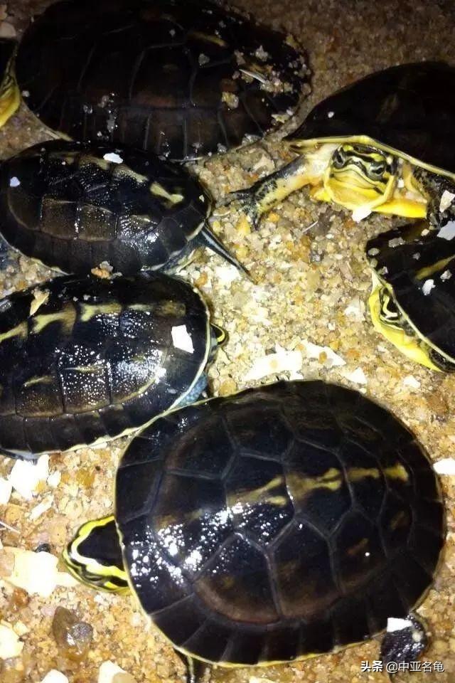 乌龟一般吃什么，家养的小乌龟一般吃什么（最全面的新手养龟攻略）