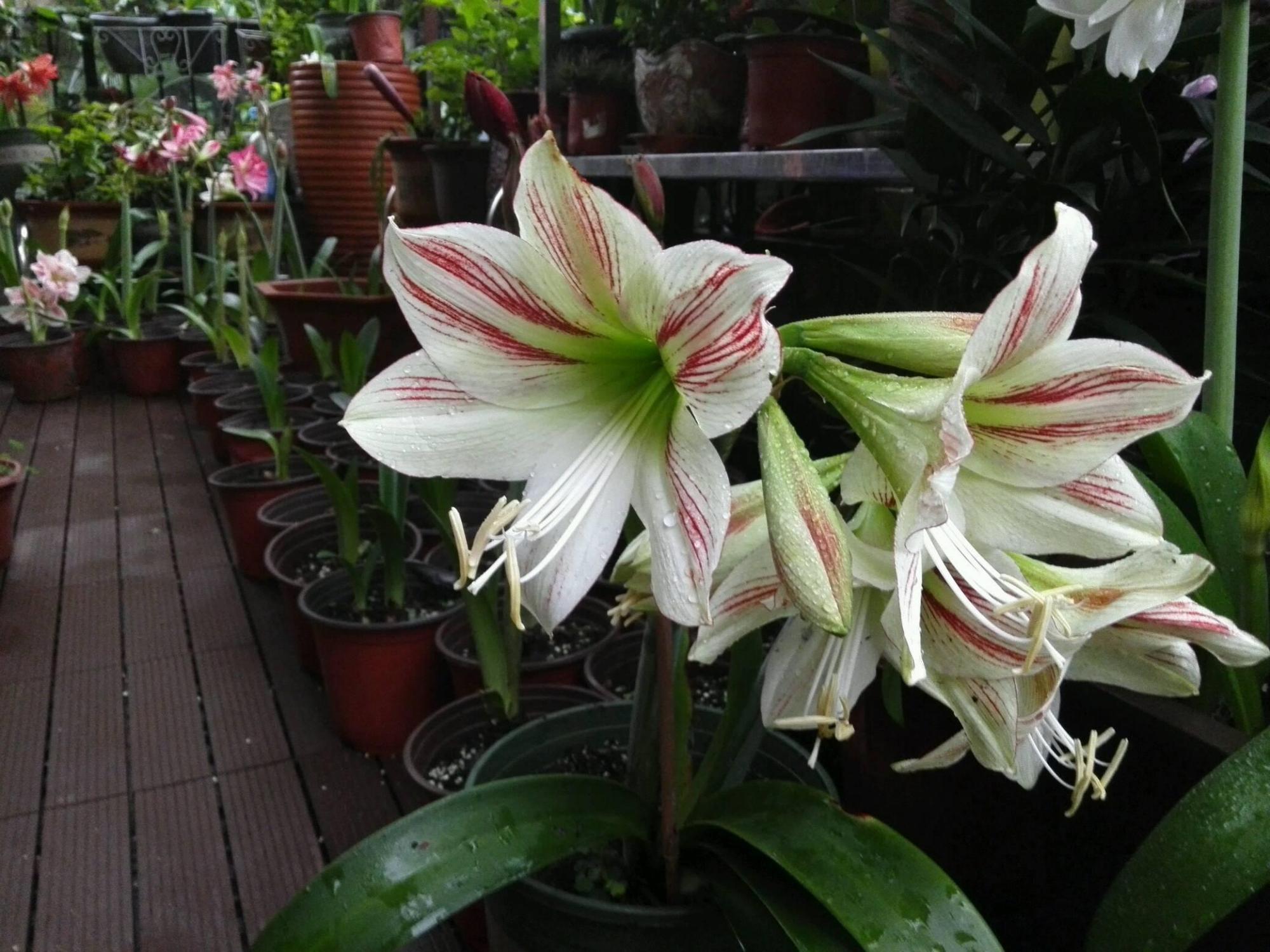 室内养朱顶红的养殖方法(朱顶红的养殖方法和注意事项) - 彝家农业网