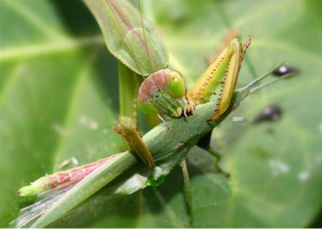 螳螂是什么类型的生物，螳螂的种类是什么（昆虫界的那些恐怖瞬间）