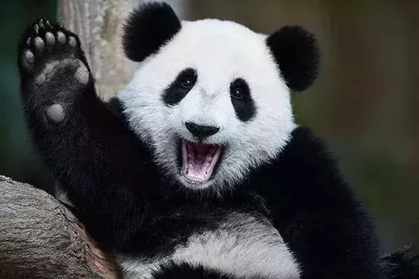 小熊猫和大熊猫，小熊猫是幼年的大熊猫吗（“小熊猫”不是小熊猫）