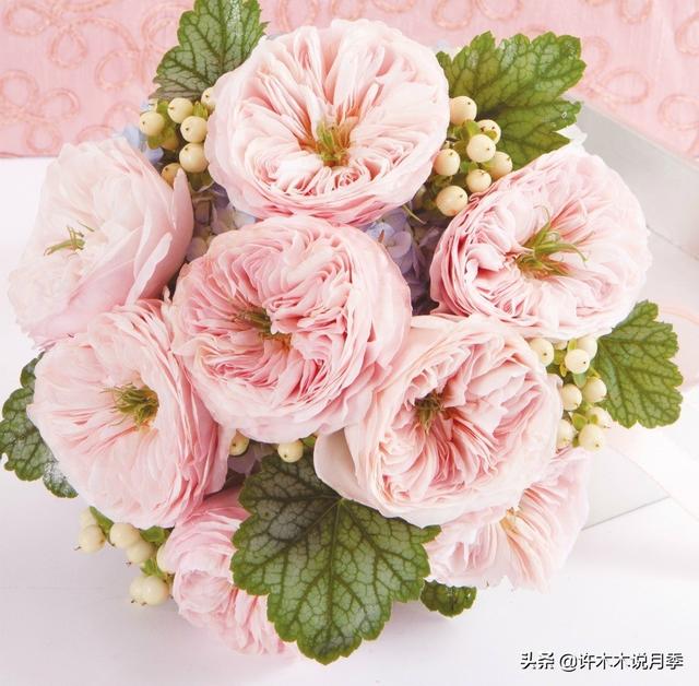 根瘤病用什么农药治，治疗根瘤病的药（月季癌症得了一个传染一大片）