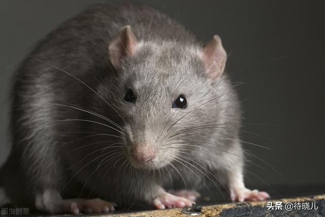 柳宗元三戒的寓意是，柳宗元的《三戒》指的是（与“黔驴技穷”同属一组文章的还有两则寓言）