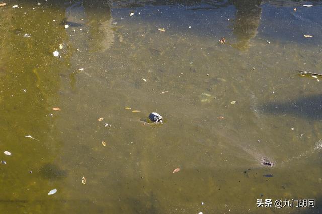 中国古代的最高学府有哪些，中国古代最好学府（中国古代最高学府和教育行政机构）