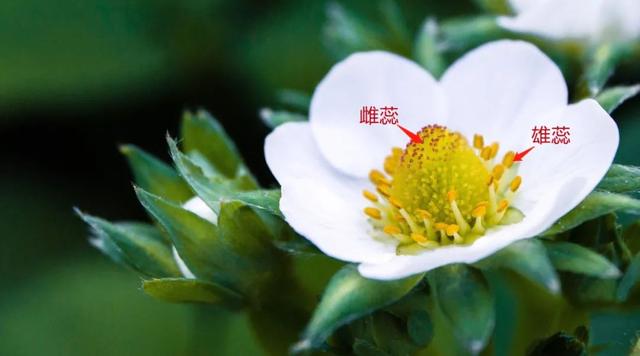 草莓品种介绍，适合南方种植的草莓品种（易养易爆盆）