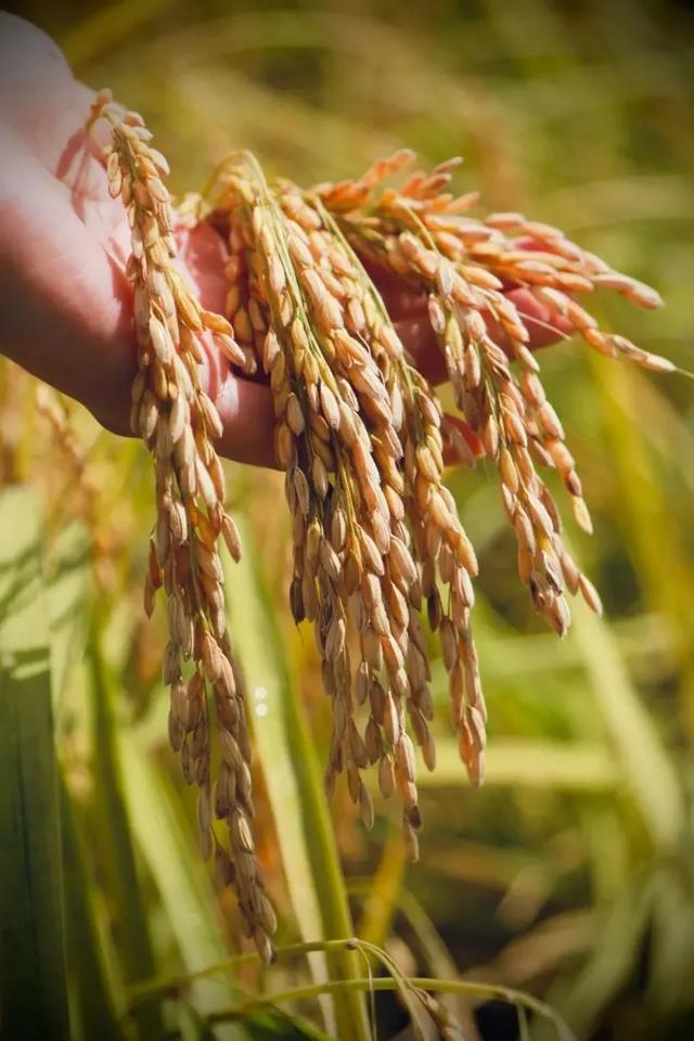 干饭是什么意思，网络词干饭是什么意思（中国干饭地图：天南海北）