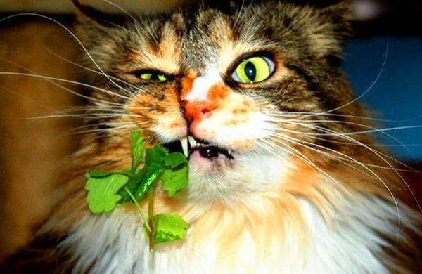 猫喜欢吃什么零食，猫能吃什么（偶尔给猫主子喂一些零食）