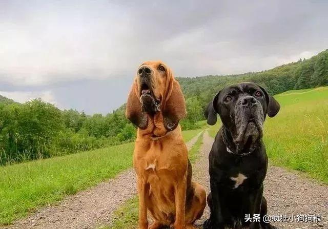 哈士奇智商排名，哈士奇智商在狗界排名多少位（前十和倒数前十）