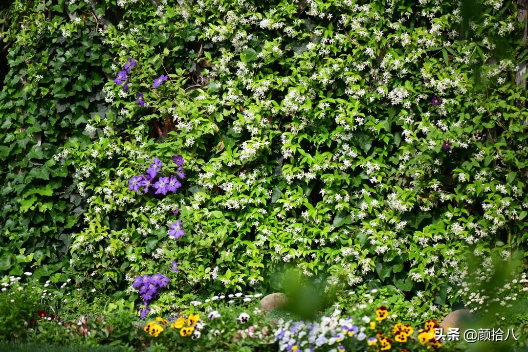 角堇一年开几次花，角堇一年生吗（一整面风车茉莉的花墙被拆掉了）