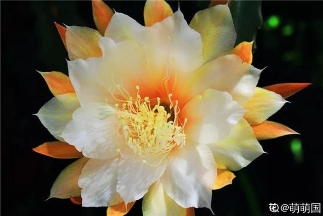 荷花的外貌特征，荷花的外貌特征怎么写（这花平时丑的没人看）