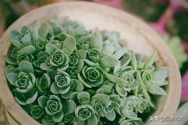 北京语言大学是211吗，北京语言大学是一本吗（北京语言大学什么水平）