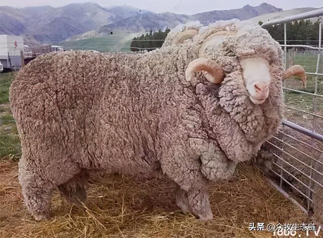 大同特产，世界上最好的羊，看看都在哪（大同特产有什么可以送礼的）