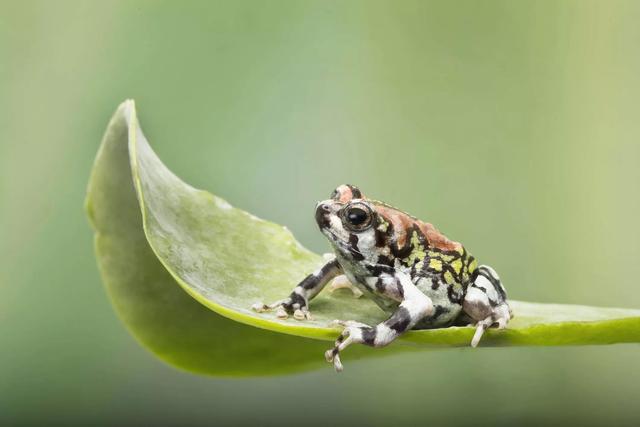 角蛙有毒吗，黄金角蛙有毒吗（透明的青蛙、7.6毫米长的青蛙、14种造型奇特的青蛙种类）