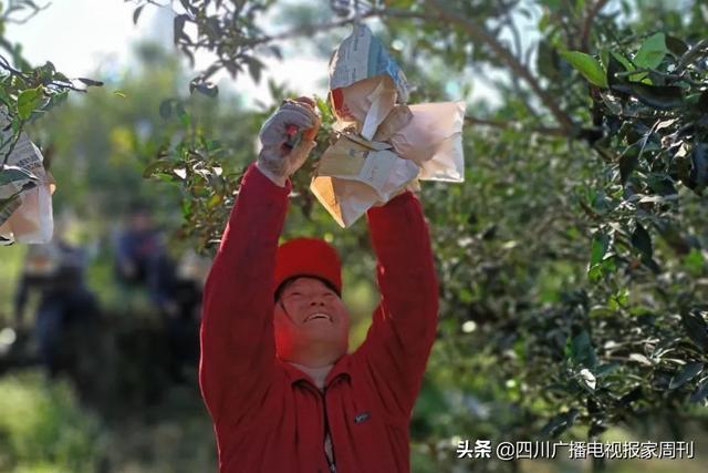 耙耙柑什么人不能吃，耙耙柑不能吃吗（好吃还不上火）