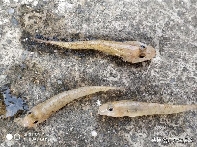 塘鲺和鲶鱼的区别，塘鲺和鲶鱼如何区分（儿童时捉过的虾、塘蟹、塘角、庞皮斯、影公、泥鳅）