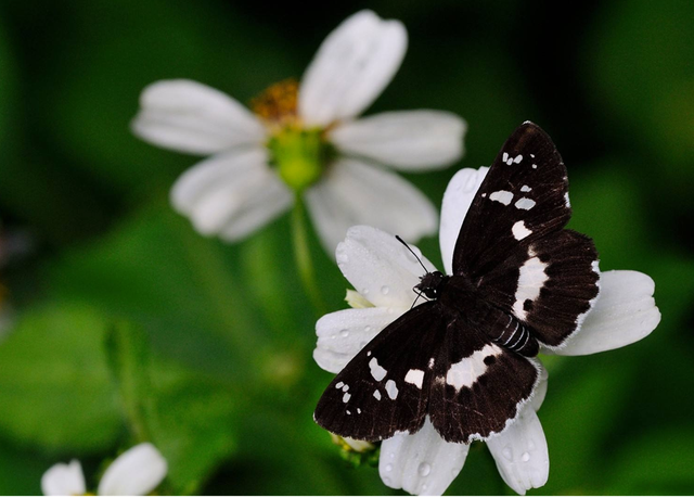 蝴蝶生活习性，蝴蝶王国（蝴蝶的生活环境和特点）
