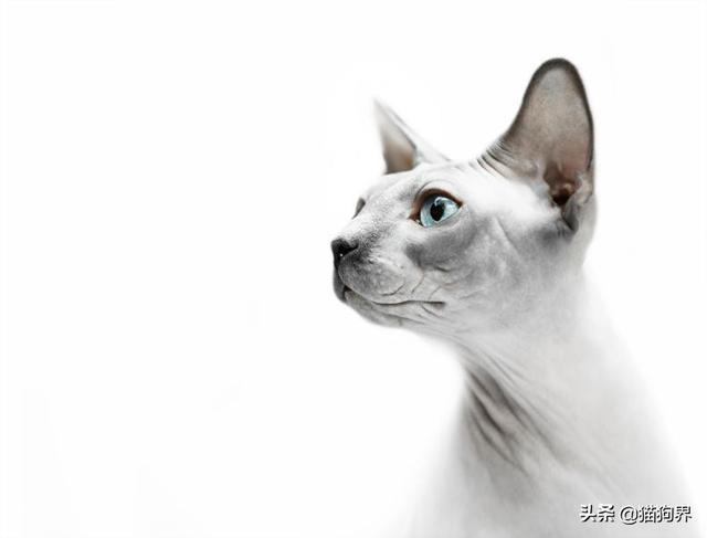 什么猫没有毛，什么猫没有毛多少钱（饲养它们要注意这些）