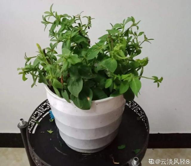 春天开的花有什么，春天绽放的花有哪些（6种花疯狂冒花苞）