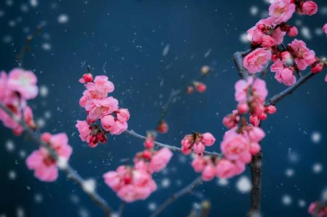 咏梅的古诗,写梅花的诗词名句(建议孩子们寒假晨读晚诵的30首咏梅诗词) 咏梅的古诗,写梅花的诗词名句(建议孩子们寒假晨读晚诵的30首咏梅诗词)