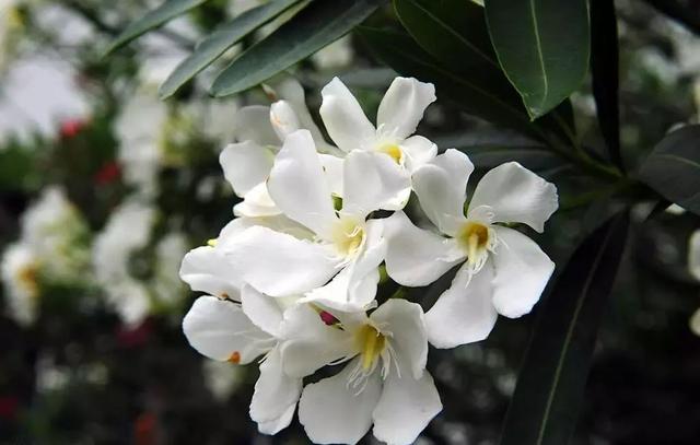 国花是什么，世界各国国花<第一辑>（俄罗斯的国花是什么）