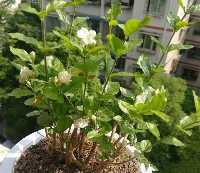 SuSu:一起种草莓来吗，微信头像，SuSu:一起种草莓来吗?【杂图】（花芽蹭蹭长满盆）