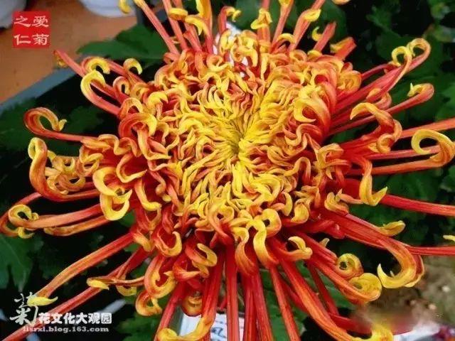 世界最美菊花80种太美了，金秋十月赏菊花——世界最美菊花80种送给您