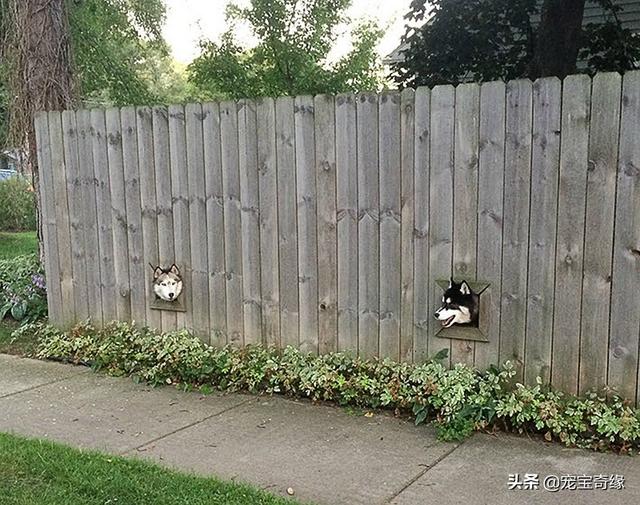 被装在包包里的毛孩纸，被装在包包里的毛孩纸怎么处理（铲屎官为毛孩们所做的事情让人感动图片）