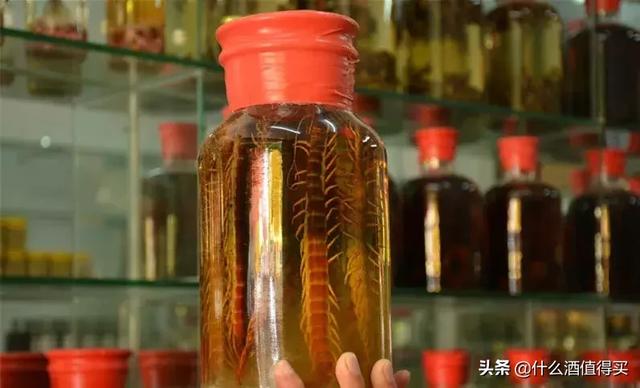 蝎子酒的泡制方法和配方,自制蝎子酒方法及用法(不知道会出人命滴) 蝎子酒的泡制方法和配方,自制蝎子酒方法及用法(不知道会出人命滴)