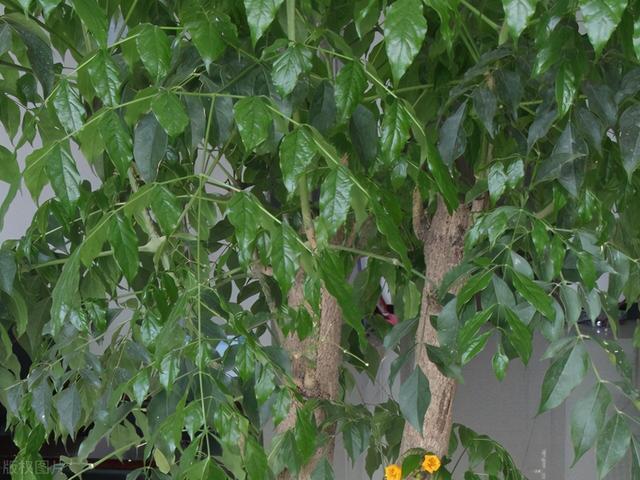 辛福树怎么养，辛福树怎么养才能开花（不掉叶子还开花）