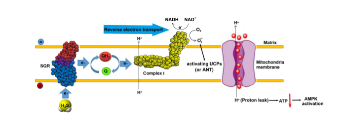 苏州大学药学院（对研发自主创新药有重要意义）