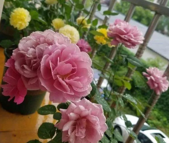 月季花生白粉病怎么办，月季花白粉病如何处理（月季得了白粉病）