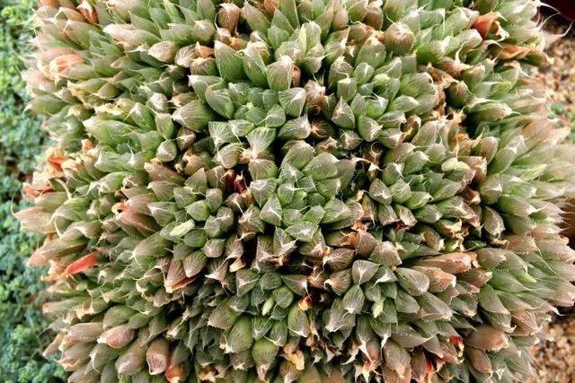 厦门万石植物园里有哪些植物，厦门万石植物园里有哪些植物花（种满多肉的植物园）