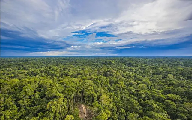 世界上最大的雨林，世界最大的热带雨林树（亚马逊雨林被誉为“地球之肺”）
