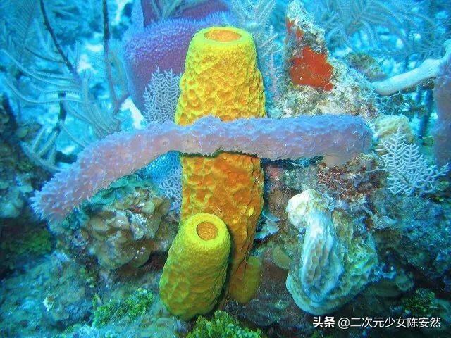 海绵宝宝是一种原始的什么动物，海绵宝宝人物介绍（《海绵宝宝》中的人物在现实生活中的原型你知道几个呢）