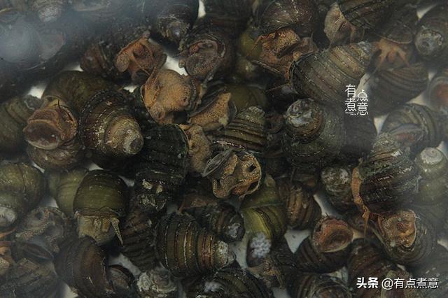田螺怎么洗最快最干净，怎样煮田螺才好吃（清洗螺蛳别只用盐和油）
