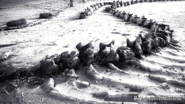 十大怪异鲨鱼，10000米长的蜈蚣（背后隐藏着一个人类起源的故事）