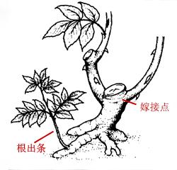 玫瑰花怎么保存，玫瑰花怎么保存时间长（掌握这几点知识要点）