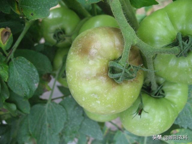 醇醚是什么，乙醇醚是什么（这个最火的杀菌剂配方能治100多种病害）