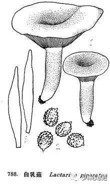 白牛胆的功效与作用，白牛胆的功效与作用禁忌（中药图片大全与功效）