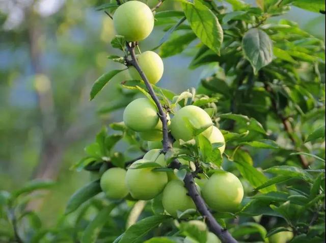 汶川海拔多少米，四川汶川县海拔多少米（什么是汶川）