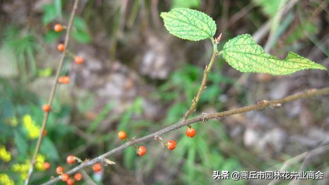 什么叫二年生草本植物，什么叫二年生草本植物图片（你知道草本和木本到底说的是啥吗）