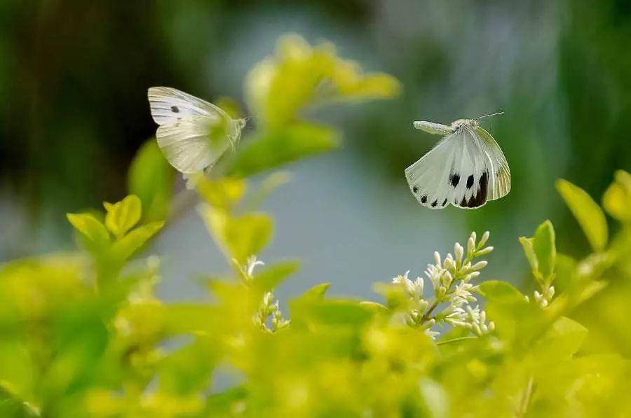 咏素蝶诗原文、翻译注释及赏析，咏素蝶诗的含义和表现手法（史上最早的楹联出自南京）