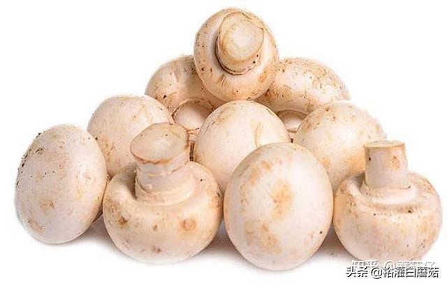 蘑菇发黄了还能吃吗，蘑菇变黄了还能吃吗（如何辨别被漂白过的白蘑菇）