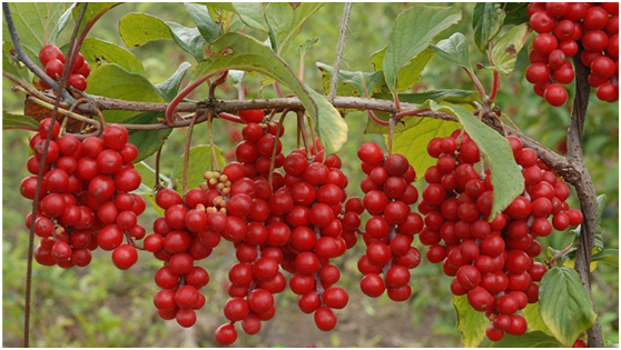 湖南有哪些特色水果，湖南人最全山里野果子