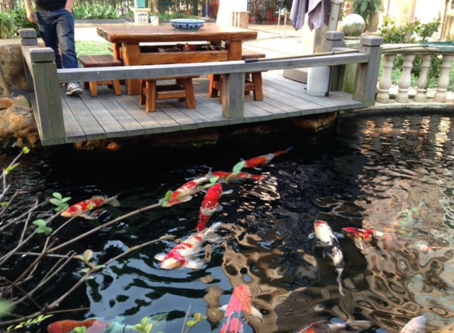 庭院鱼池风水讲究与禁忌，庭院做鱼池也是有讲究的