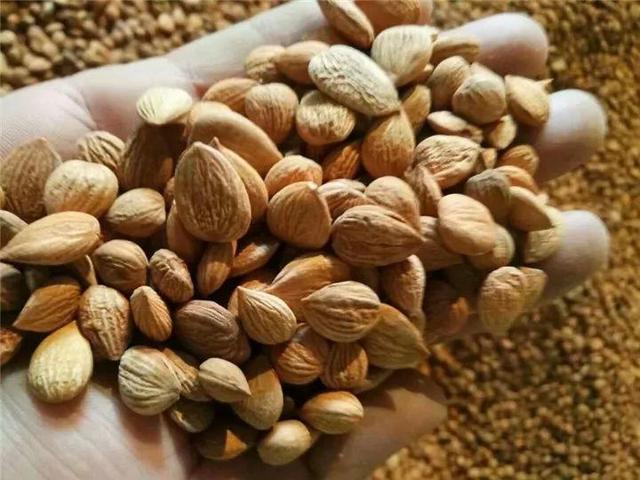 家里有鼻涕虫怎么消灭，鼻涕虫怎么彻底消灭（自制天然杀虫水）