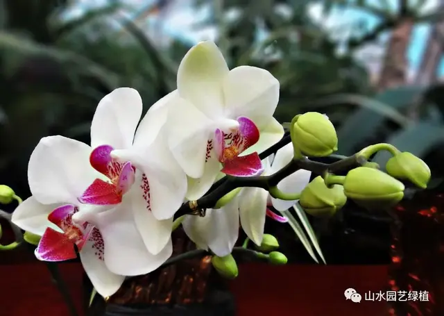 蝴蝶兰花语大全，各种颜色的蝴蝶兰花语